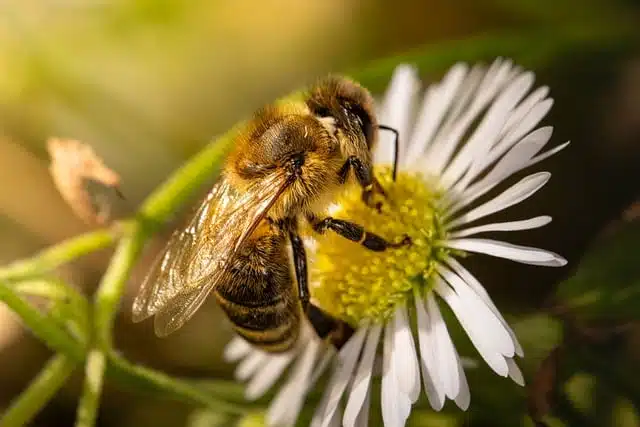Gmina Stavanger: Biolodzy liczą kwiaty i pszczoły