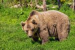 Atak niedźwiedzia w Finnmark: Decyzja zapadła - służby podejmują radykalne kroki
