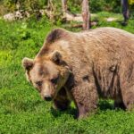 Atak niedźwiedzia w Finnmark: Decyzja zapadła - służby podejmują radykalne kroki