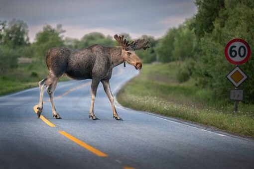 Potrąciłeś zwierzę? Brak telefonu na policję to przestępstwo
