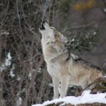 Zorganizowana grupa polowała na wilki - dziesięć osób przed sądem: Nielegalne odstrzały w Innlandet