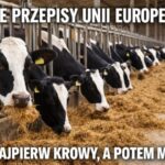 Bruksela wprowadza nowe zasady dotyczace zmiany czasu. UE zaczyna od krów - szykuje się rewolucja dla wszystkich!