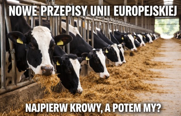 Bruksela wprowadza nowe zasady dotyczace zmiany czasu. UE zaczyna od krów - szykuje się rewolucja dla wszystkich!