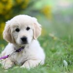 Masz psa? Złamanie przepisów może drogo kosztować - nakaz obowiązuje w całym kraju