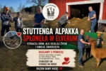 Stuttenga Alpakka spłonęła w Elverum. Rodzina straciła dom, psy uratowały im życie