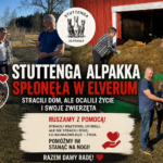 Stuttenga Alpakka spłonęła w Elverum. Rodzina straciła dom, psy uratowały im życie