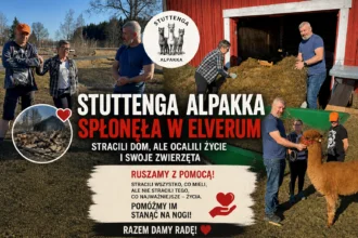 Stuttenga Alpakka spłonęła w Elverum. Rodzina straciła dom, psy uratowały im życie