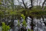 35 nowych rezerwatów leśnych w dziewięciu regionach. Ważny krok w ochronie zagrożonych gatunków