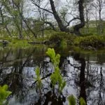 35 nowych rezerwatów leśnych w dziewięciu regionach. Ważny krok w ochronie zagrożonych gatunków