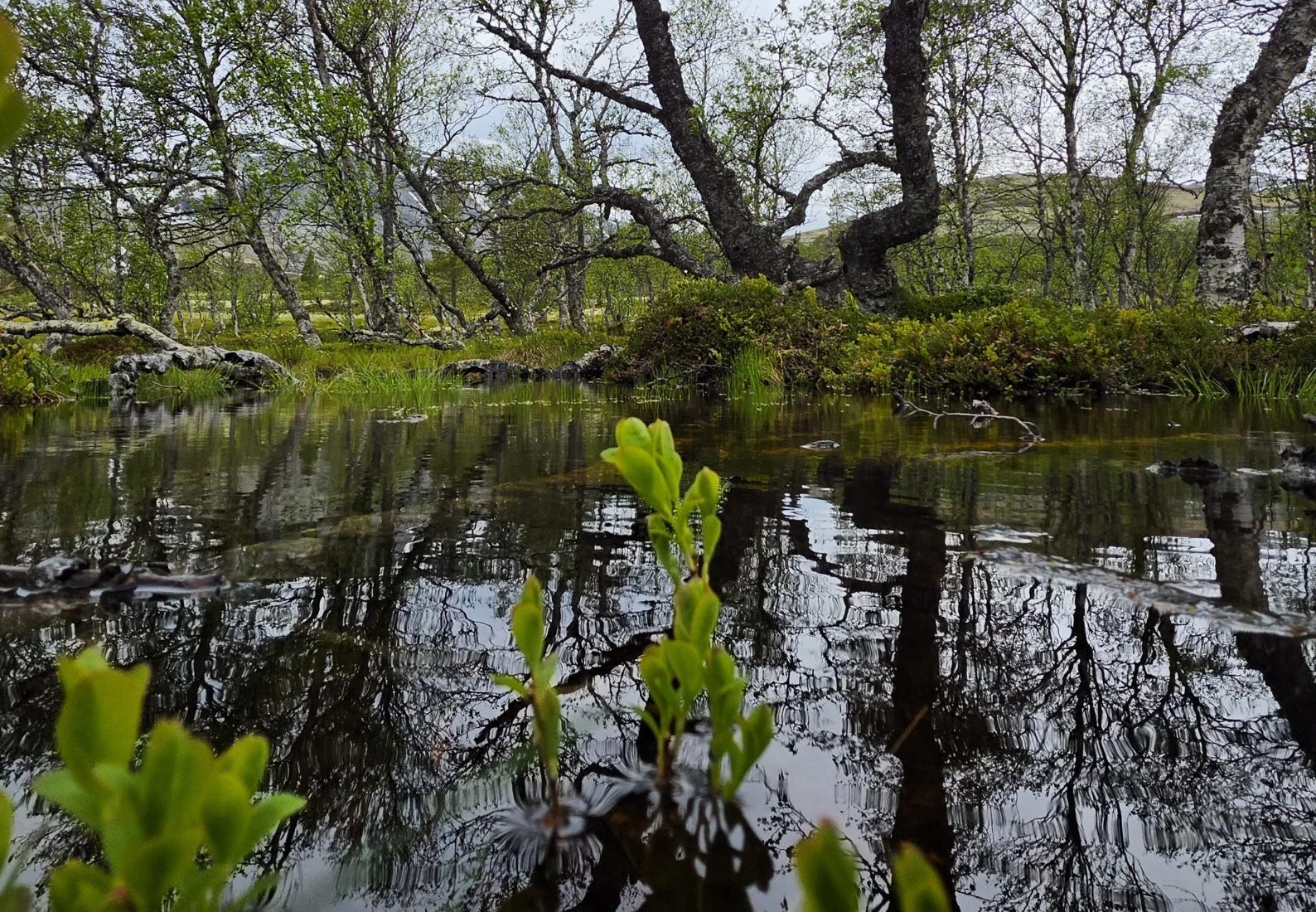 35 nowych rezerwatów leśnych w dziewięciu regionach. Ważny krok w ochronie zagrożonych gatunków